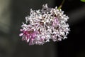 Macro view of a single korean lilac flower cluster