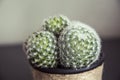 Macro view of small cactus