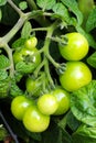 Macro view of small green tomatoes growing on a vine Royalty Free Stock Photo