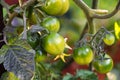 Macro view of small green tomatoes growing on a vine Royalty Free Stock Photo