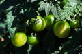 Macro view of small green tomatoes growing on a vine Royalty Free Stock Photo