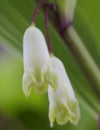 Macro View Solomon`s Seals Flowers