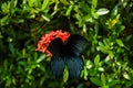 Macro view of a Spangle butterfly on the red floral plant before the leafy background