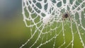 A macro view of a spider\'s intricately woven web covered in morning dew.