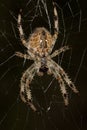 spider in the web Royalty Free Stock Photo