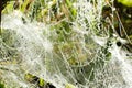 Macro View of Spider Web with Morning Dew Drops Royalty Free Stock Photo
