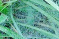 Macro View of Spider Web with Morning Dew Drops Royalty Free Stock Photo