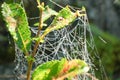 Macro View of Spider Web with Morning Dew Drops Royalty Free Stock Photo