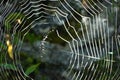 Macro View of Spider Web with Morning Dew Drops Royalty Free Stock Photo