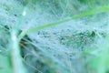 Macro View of Spider Web with Morning Dew Drops Royalty Free Stock Photo