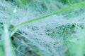 Macro View of Spider Web with Morning Dew Drops Royalty Free Stock Photo