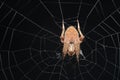 Macro view of a Spotted orbweaver spider in its web isolated on a black background