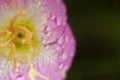 Macro View of Spring Wild Flowers Royalty Free Stock Photo