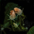 Squash Blossoms Unfurling in the Early Morning Royalty Free Stock Photo