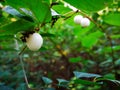 Macro of a white berry waxberry symphoricarpos albus on a green bush in autumn park.