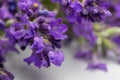 Macro view of stems of purple English lavender herb flowers Royalty Free Stock Photo