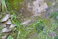 Macro view of a stone wall part with rocks, moss and tropical nature climbing on it Royalty Free Stock Photo