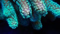 Stylophora Coral Polyps