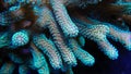 Stylophora Coral Polyps