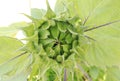 Macro view of sunflower bud before opening Royalty Free Stock Photo