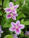 Macro view of three purple Clematis (Clematis) flowers with star-shaped petals Royalty Free Stock Photo