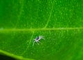 Macro view tiny blue spider pest animal on green leaf background. animal fauna wildlife predator small life. Dangerous creepy web