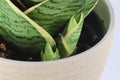 Macro view of tiny snake plant pups growing Royalty Free Stock Photo