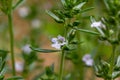 Macro view of tiny summer savory flowers satureja