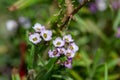 Macro view of tiny sweet alyssum flowers