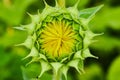 Macro view tiny yellow petals forming inside green flower bud of sunflower opening Royalty Free Stock Photo