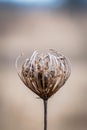 Macro view of top of dried wildflower in field with selective focus Royalty Free Stock Photo