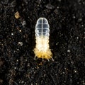 Macro View of a Translucent Soil Arthropod Royalty Free Stock Photo