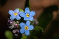 Blue Forget-Me-Not Flowers Close Up Royalty Free Stock Photo