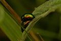Macro view of two Chrysolina fastuosa beetles mating on a leaf Royalty Free Stock Photo