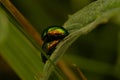 Macro view of two Chrysolina fastuosa beetles mating on a leaf