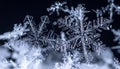 Closeup of delicate transparent snowflakes with intricate patterns on dark background Royalty Free Stock Photo