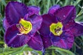 Macro view of two stunning purple day lilies Royalty Free Stock Photo