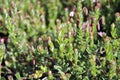 Macro view of vaccinium oxycoccos or small cranberry