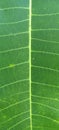 Macro view of a vibrant green leaf, highlighting the central vein and parallel structure Royalty Free Stock Photo