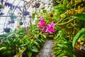 Macro view vibrant pink orchids on end of long branch with blurred greenhouse background Royalty Free Stock Photo