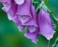 Macro view of vibrant purple foxglove flowers blossoming, growing in remote field or home garden. Closeup of a group of Royalty Free Stock Photo