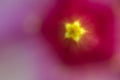 Abstract close up of Flower of Violet Allamanda in bloom.