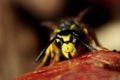 Macro View of a Wasps Mandible