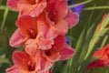 Macro view of water drops on orange gladiolus petals after rain on summer day. Royalty Free Stock Photo