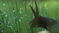 Macro view of a wet snail crawling among grass with drops of rain. Creative. Morning dew on stems and leaves of wild Royalty Free Stock Photo