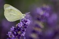 White butterfly - close up view Royalty Free Stock Photo