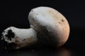 Macro view of white button mushrooms on black background Royalty Free Stock Photo