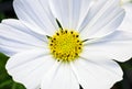 Macro view of a White Cosmo flower Royalty Free Stock Photo