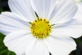 Macro view of a White Cosmo flower