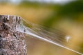 Macro view of a white floating tuft stuck on a stretchy spiderweb attached to a tree bark